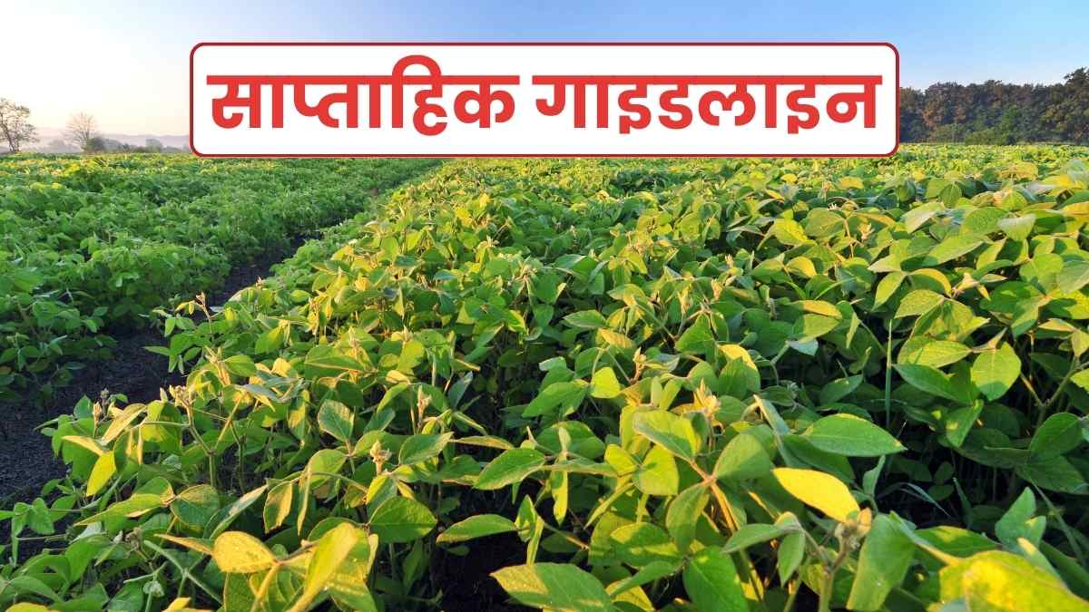 Easy ways to increase soybean production, know the weekly guideline of National Soybean Research Institute