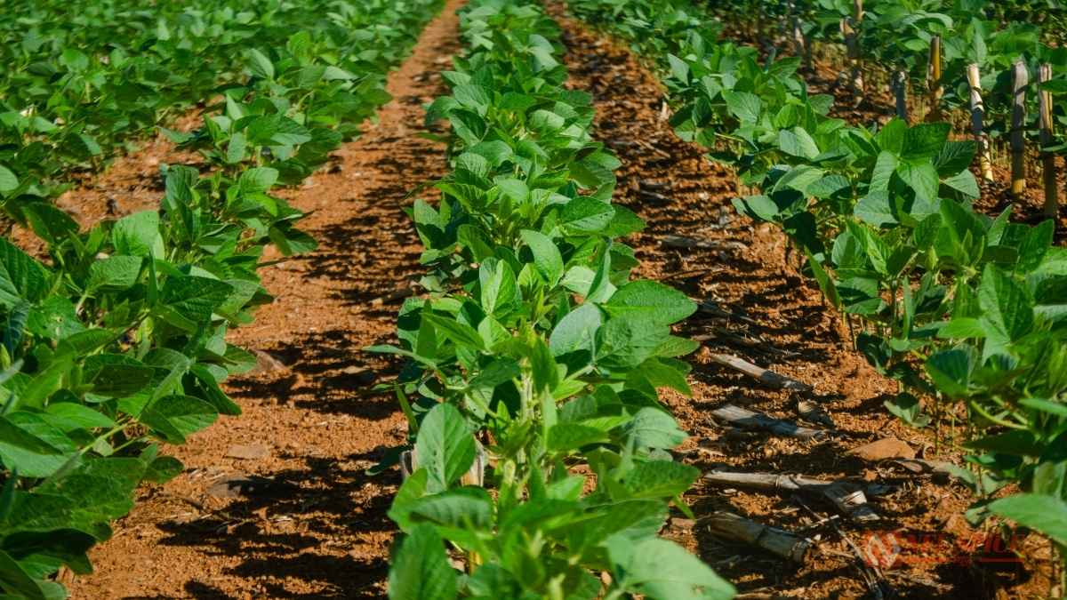 Farming Tips Easy ways to protect soybean crop from slugs and rats