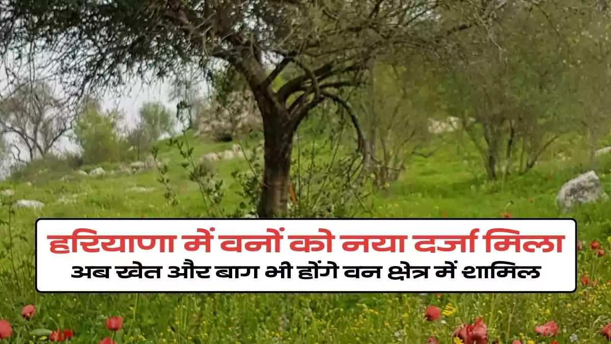 हरियाणा में वनों को नया दर्जा मिला: अब खेत और बाग भी होंगे वन क्षेत्र में शामिल