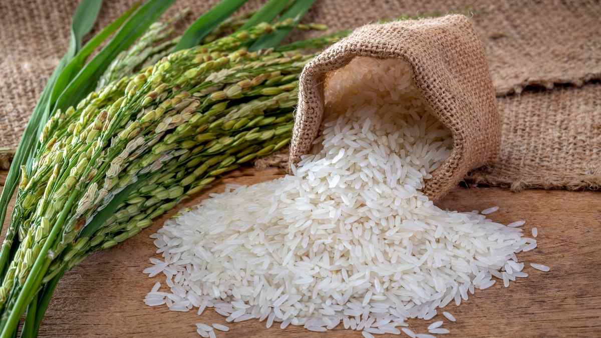 धान की फसल में पत्तियां पीली या धूसर दिखें तो तुरंत करें ये उपाय