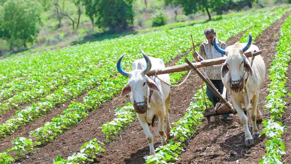 PM Kisan Yojana: 21वीं किस्त पाने से पहले करें ये 3 जरूरी काम, वरना अटक सकती है किस्त