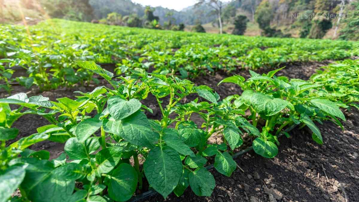 Potato Farming More than ₹ 80,000 profit from 1 acre, this is the complete method of farming (1)