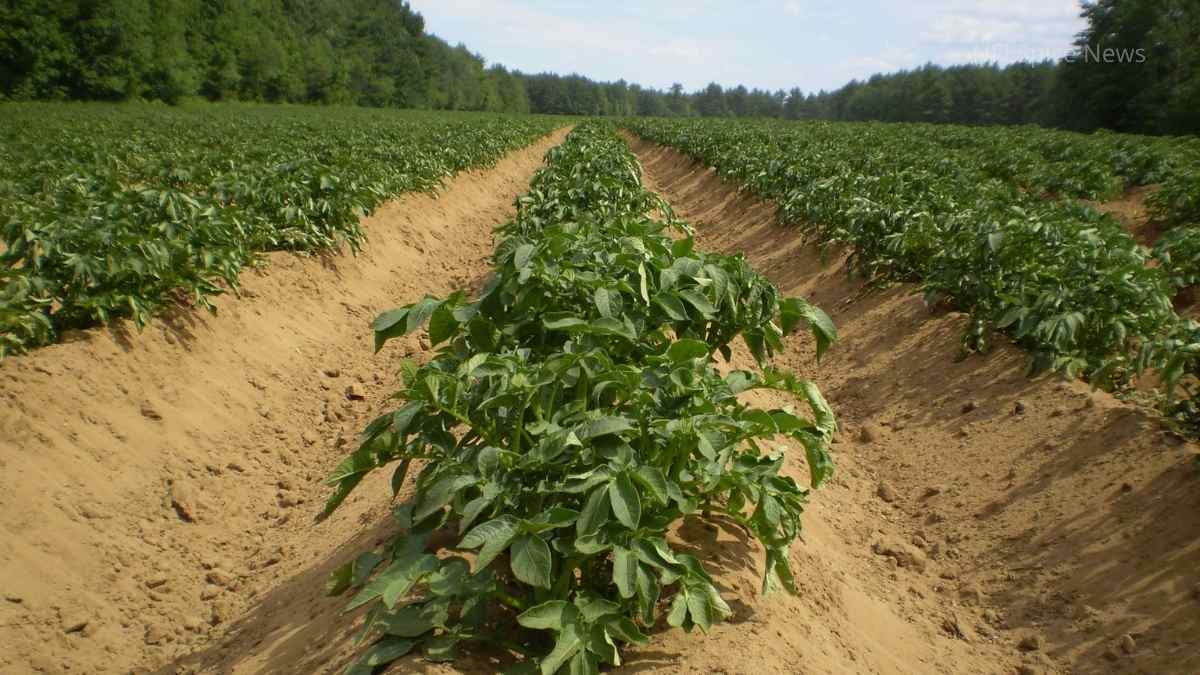 Potato Farming More than ₹ 80,000 profit from 1 acre, this is the complete method of farming (2)
