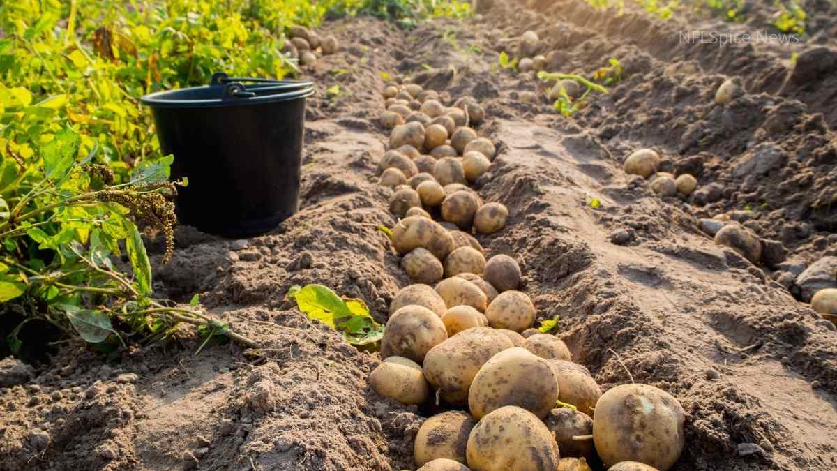 Potato Farming: 1 एकड़ से ₹80,000 से ज्यादा मुनाफा, ये है पूरी खेती की विधि