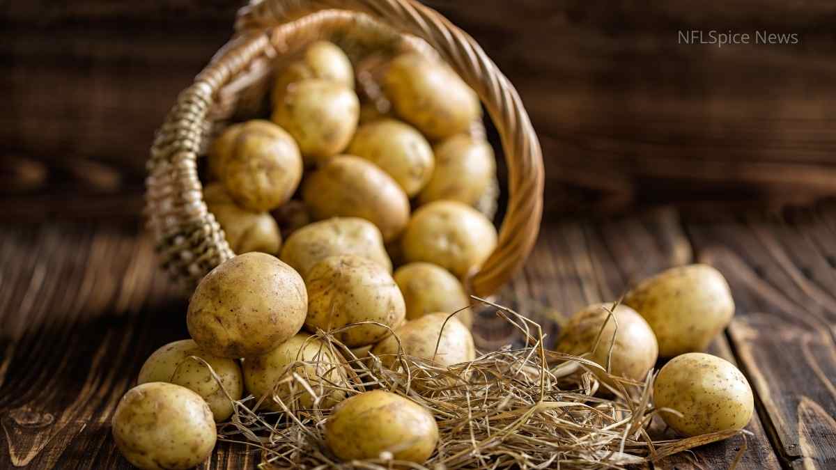 Potato Farming More than ₹ 80,000 profit from 1 acre, this is the complete method of farming