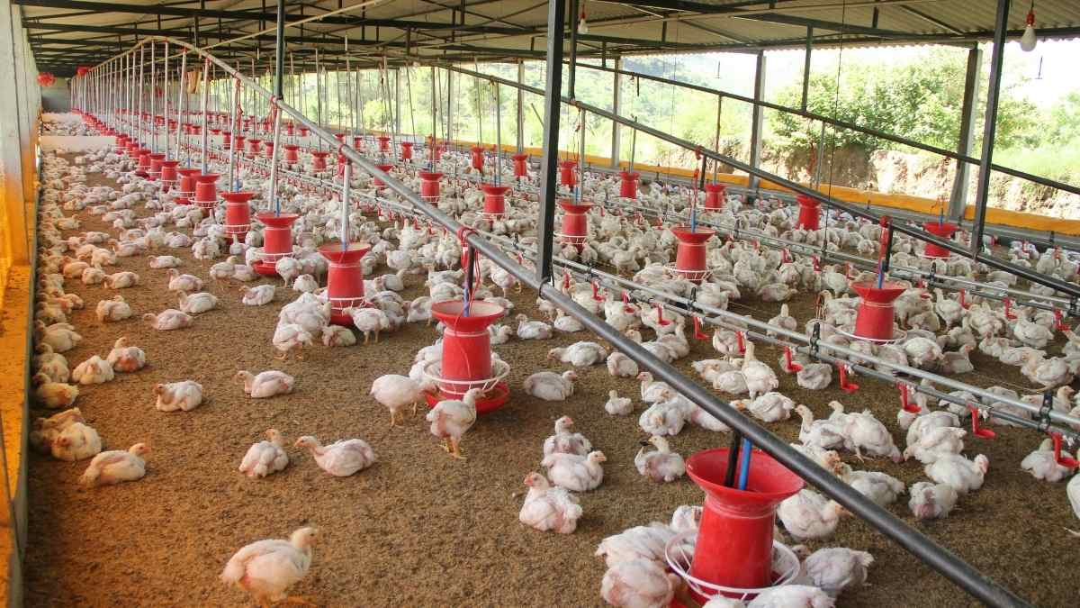 This new scheme will benefit farmers They will get a loan of Rs 42 lakh on opening a dairy farm (2)