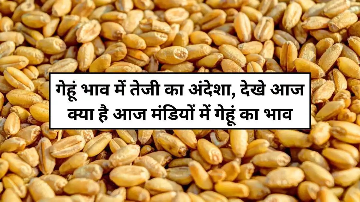 गेहूं भाव में तेजी का अंदेशा, देखे आज क्या है आज मंडियों में गेहूं का भाव