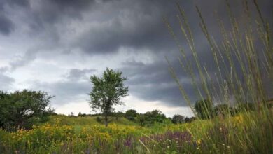हरियाणा में अगले 5 दिन कैसा रहेगा मौसम? बारिश और तापमान का ताजा अपडेट हरियाणा में अगले 5 दिन कैसा रहेगा मौसम? बारिश और तापमान का ताजा अपडेट