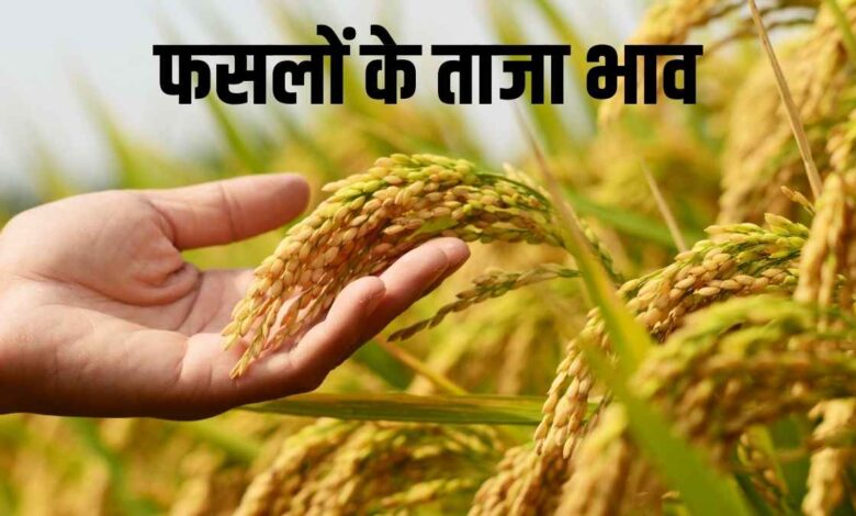 सिरसा मंडी में फसलों के ताजा भाव: 12 अगस्त 2025