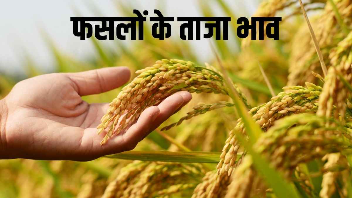 सिरसा मंडी में फसलों के ताजा भाव: 12 अगस्त 2025