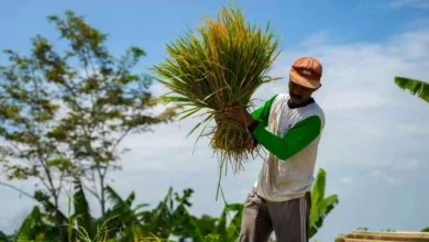 हरियाणा में किसानों को राहत: 1 अक्टूबर से पहले शुरू होगी धान की खरीद