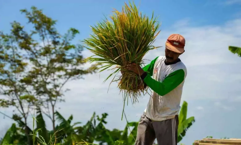 हरियाणा में किसानों को राहत: 1 अक्टूबर से पहले शुरू होगी धान की खरीद