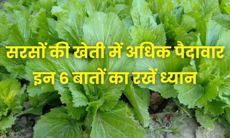 सरसों की बुवाई से पहले जान लें ये 6 बातें, पैदावार में हो जायेगी बढ़ौतरी ओर कमाई होगी अधिक