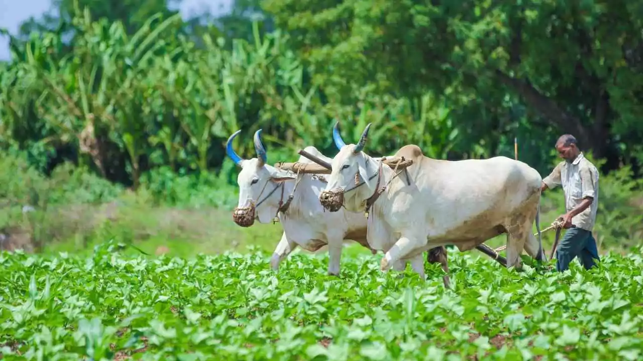 दिवाली से पहले किसानों को मिलेगी बड़ी राहत, मिलेगा मुवावजा