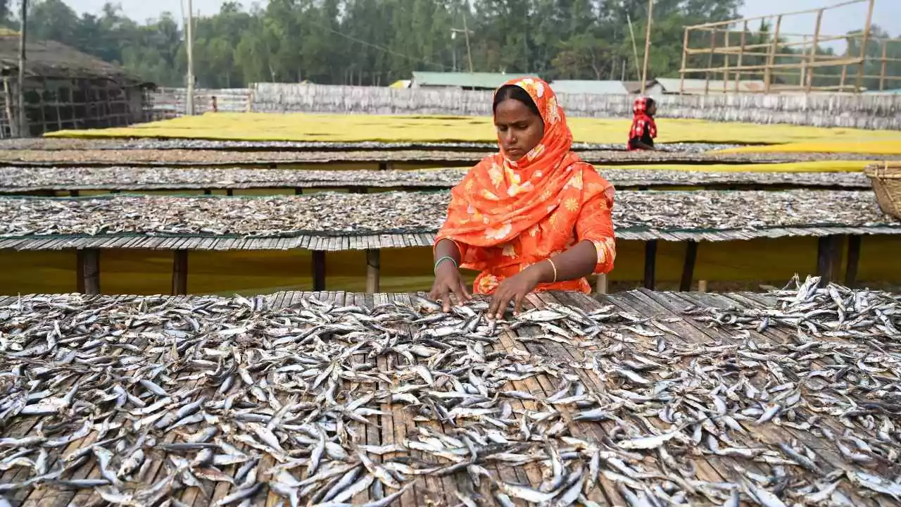 बिहार में मछली पालन को नई उड़ान: 35% सब्सिडी और डिजिटल सपोर्ट, कमाई में होगी बढ़ौतरी