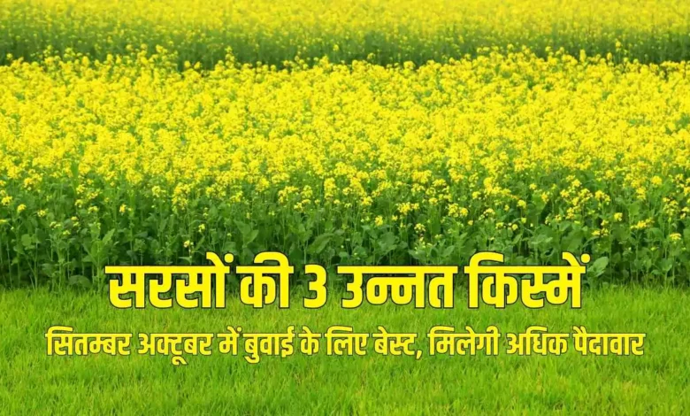 सितम्बर अक्टूबर में बुवाई के लिए बेस्ट, मिलेगी अधिक पैदावार