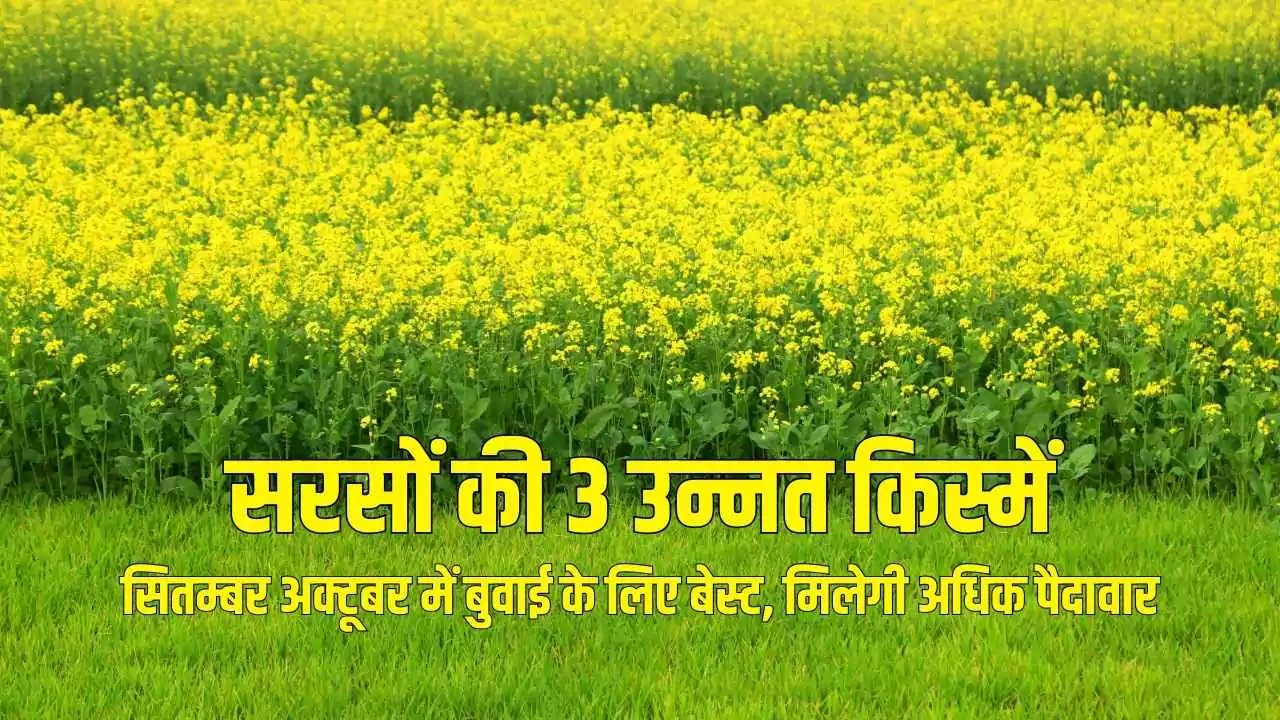 सितम्बर अक्टूबर में बुवाई के लिए बेस्ट, मिलेगी अधिक पैदावार