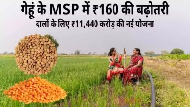Cabinet Decision 2025: गेहूं के MSP में ₹160 की बढ़ोतरी, दालों के लिए ₹11,440 करोड़ की नई योजना