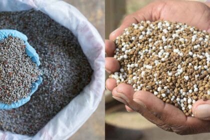 किसानों के लिए जरूरी खबर: घर पर ऐसे करें असली-नकली खाद की पहचान