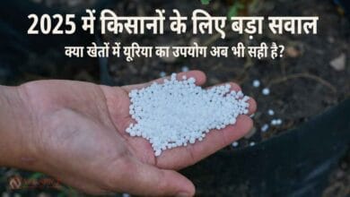 Urea use in 2025 (India health and environment)