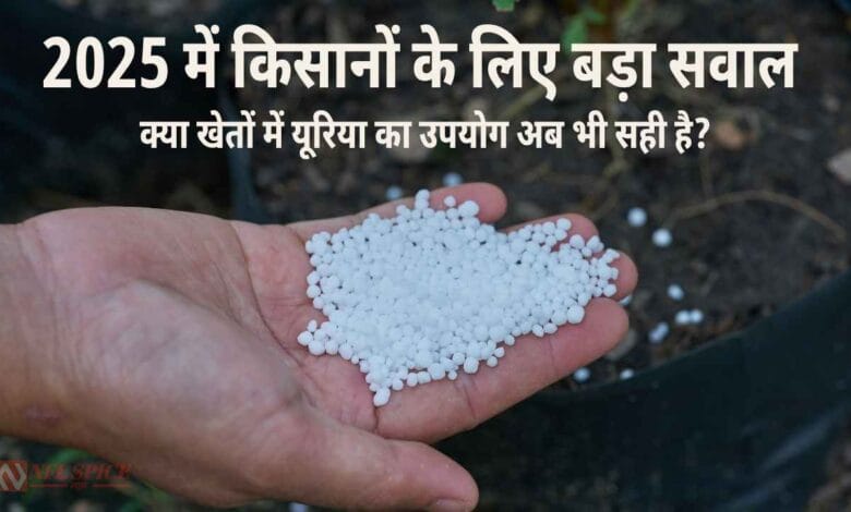 Urea use in 2025 (India health and environment)