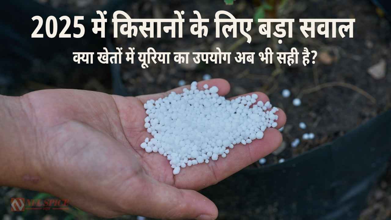 Urea use in 2025 (India health and environment)