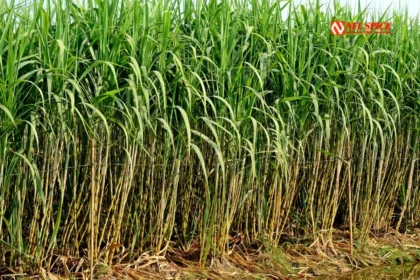 Diwali gift to farmers in Haryana: Sugarcane prices hiked by Rs 15 per quintal