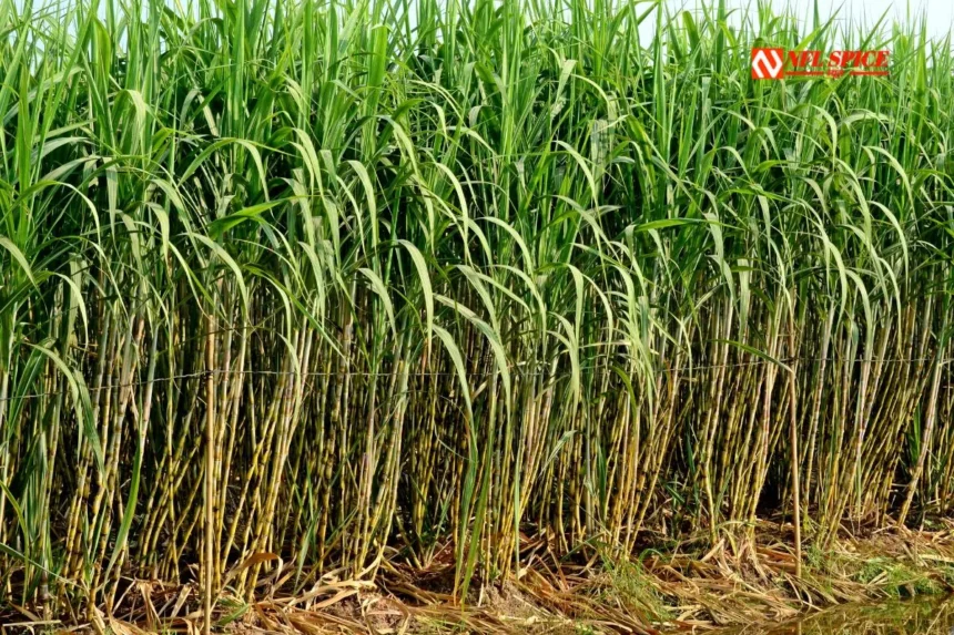 Diwali gift to farmers in Haryana: Sugarcane prices hiked by Rs 15 per quintal