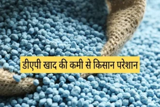 डीएपी खाद की कमी से किसान परेशान, 'मेरी फसल मेरा ब्यौरा' पोर्टल पंजीकरण अनिवार्य