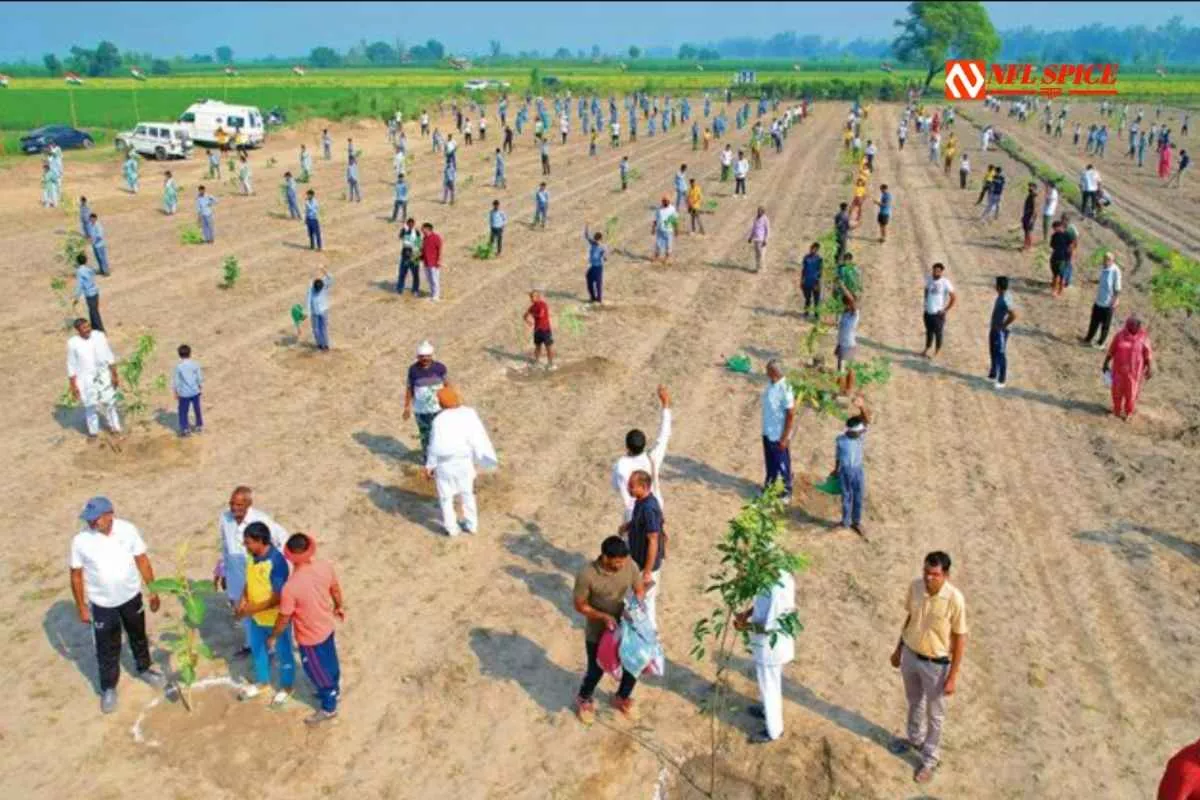 हरियाणा में हरियाली की पहल: सोनीपत के भटाना जाफराबाद में बना 27वां ऑक्सीजन बाग हरियाणा में हरियाली की पहल: सोनीपत के भटाना जाफराबाद में बना 27वां ऑक्सीजन बाग