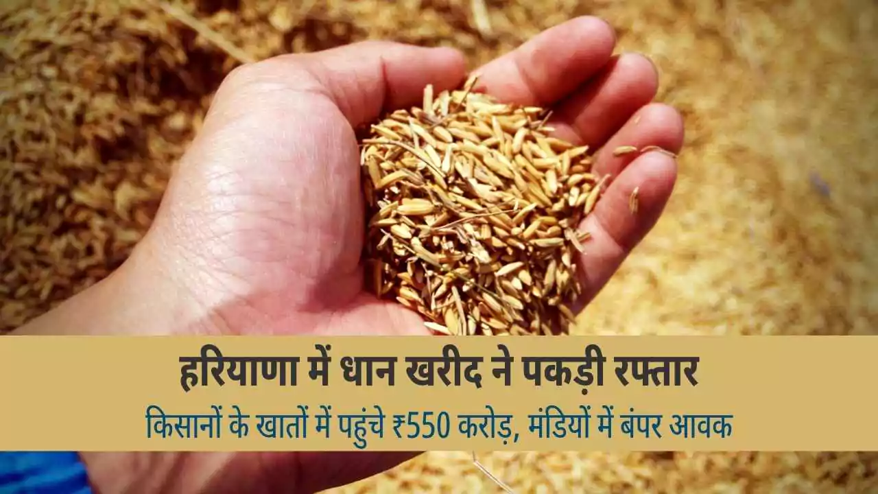 Haryana Paddy Procurement Farmers Payment 550 Crore