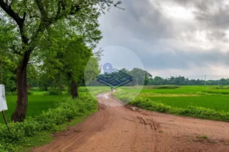 हरियाणा में शामलात भूमि नियम में बड़ा बदलाव: दिव्यांगों को 4% आरक्षण, पंचायतों की आय बढ़ेगी