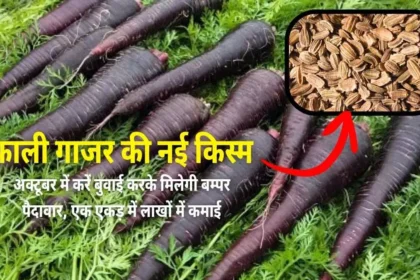 New Variety of Black Carrot