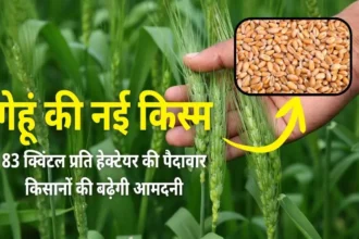 New Variety of Wheat
