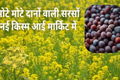सरसों की नई किस्म देगी अधिक पैदावार, पूसा सरसों-30 से किसानों की बढ़ेगी पैदावार, जानिए इस किस्म की खाशियत