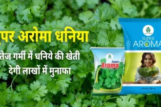 Super Aroma Dhaniya