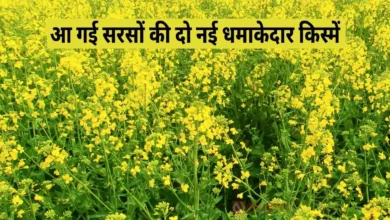 आ गई सरसों की दो नई धमाकेदार किस्में: किसानों की आमदनी बढ़ेगी दोगुनी