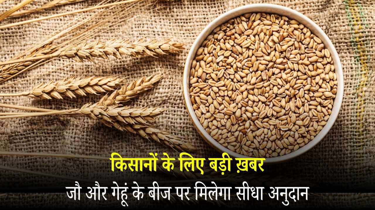 Big-news-for-farmers-Direct-subsidy-on-barley-and-wheat-seeds_20251120_160408_0000.jpg