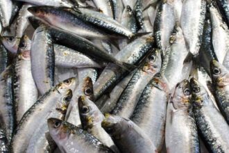 हरियाणा में मछली पालन को नई उड़ान! फरीदाबाद, गुरुग्राम और हिसार में बनेंगी मत्स्य मंडियां