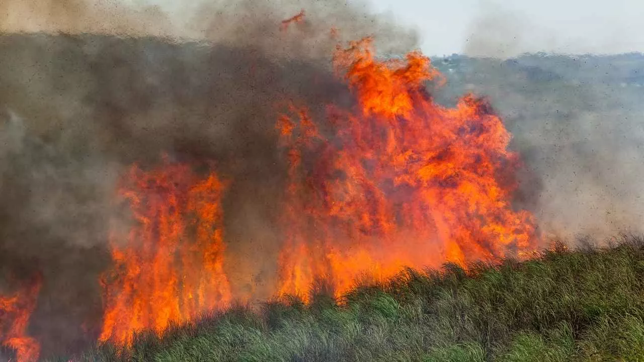 खेतों में धुआं और थाने में केस—भिवानी में दो किसानों पर पराली जलाने का मुकदमा दर्ज खेतों में धुआं और थाने में केस—भिवानी में दो किसानों पर पराली जलाने का मुकदमा दर्ज
