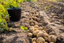 सफेद आलू पर संकट गहराया, BKU (चढूनी) ने दी चेतावनी: “दाम नहीं बढ़े तो सड़क पर उतरेंगे किसान”