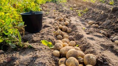 सफेद आलू पर संकट गहराया, BKU (चढूनी) ने दी चेतावनी: “दाम नहीं बढ़े तो सड़क पर उतरेंगे किसान”