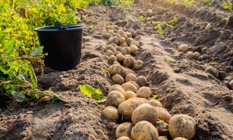 सफेद आलू पर संकट गहराया, BKU (चढूनी) ने दी चेतावनी: “दाम नहीं बढ़े तो सड़क पर उतरेंगे किसान”