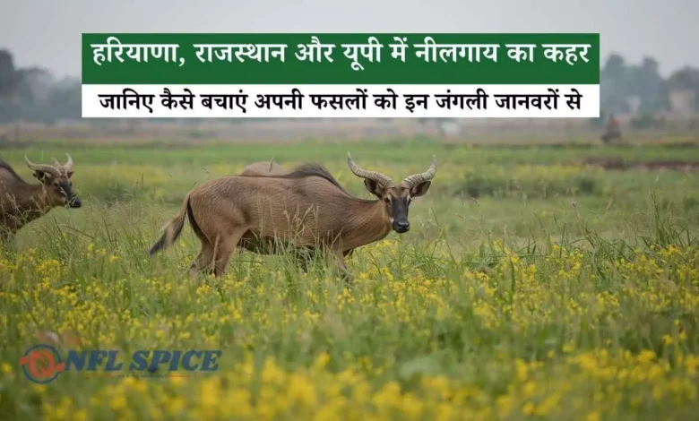 हरियाणा, राजस्थान और यूपी में नीलगाय का कहर, जानिए कैसे बचाएं अपनी फसलों को इन जंगली जानवरों से