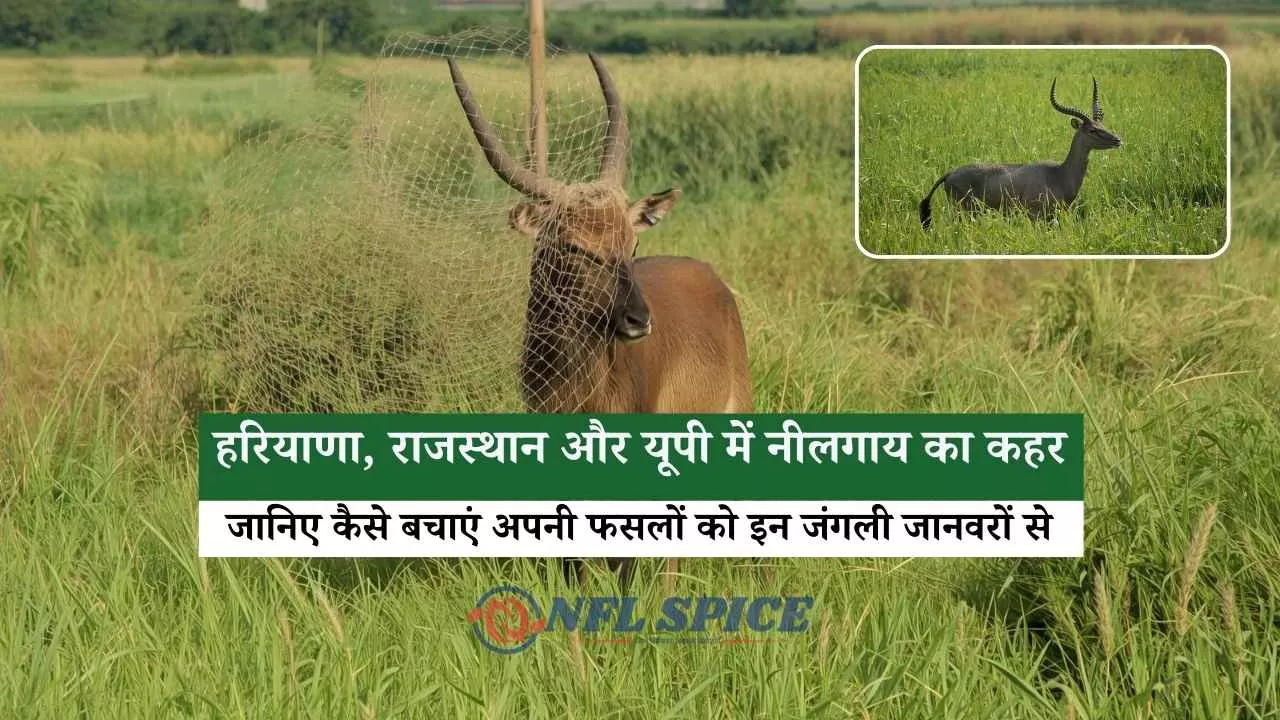 हरियाणा, राजस्थान और यूपी में नीलगाय का कहर, जानिए कैसे बचाएं अपनी फसलों को इन जंगली जानवरों से