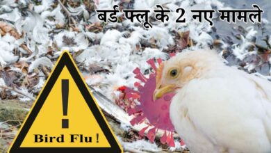 दक्षिण कोरिया: बर्ड फ्लू के 2 नए मामले, इस सीजन कुल 24 केस, 30 लाख मुर्गियां मारी गईं, अंडे हुए महंगे दक्षिण कोरिया: बर्ड फ्लू के 2 नए मामले, इस सीजन कुल 24 केस, 30 लाख मुर्गियां मारी गईं, अंडे हुए महंगे