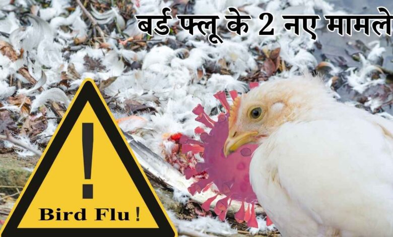 दक्षिण कोरिया: बर्ड फ्लू के 2 नए मामले, इस सीजन कुल 24 केस, 30 लाख मुर्गियां मारी गईं, अंडे हुए महंगे