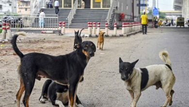 कुत्तों के हमले और इंसानी डर पर सुप्रीम कोर्ट की दो टूक, क्या सड़कों से हटेंगे आवारा कुत्ते?