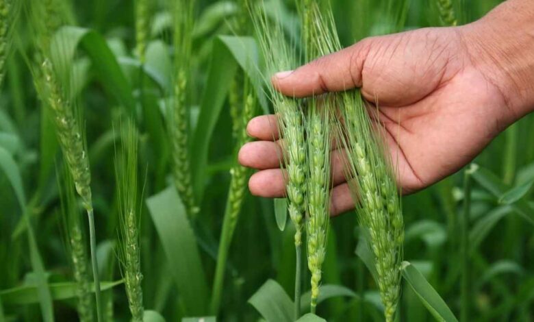 धौलपुर में बदला खेती का मिजाज: सरसों की जगह आलू-गेहूं पर दांव, क्या चिप्स कंपनियों की डिमांड बदल देगी किसानों की किस्मत?